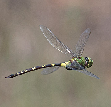 Black Emperor dragonfly